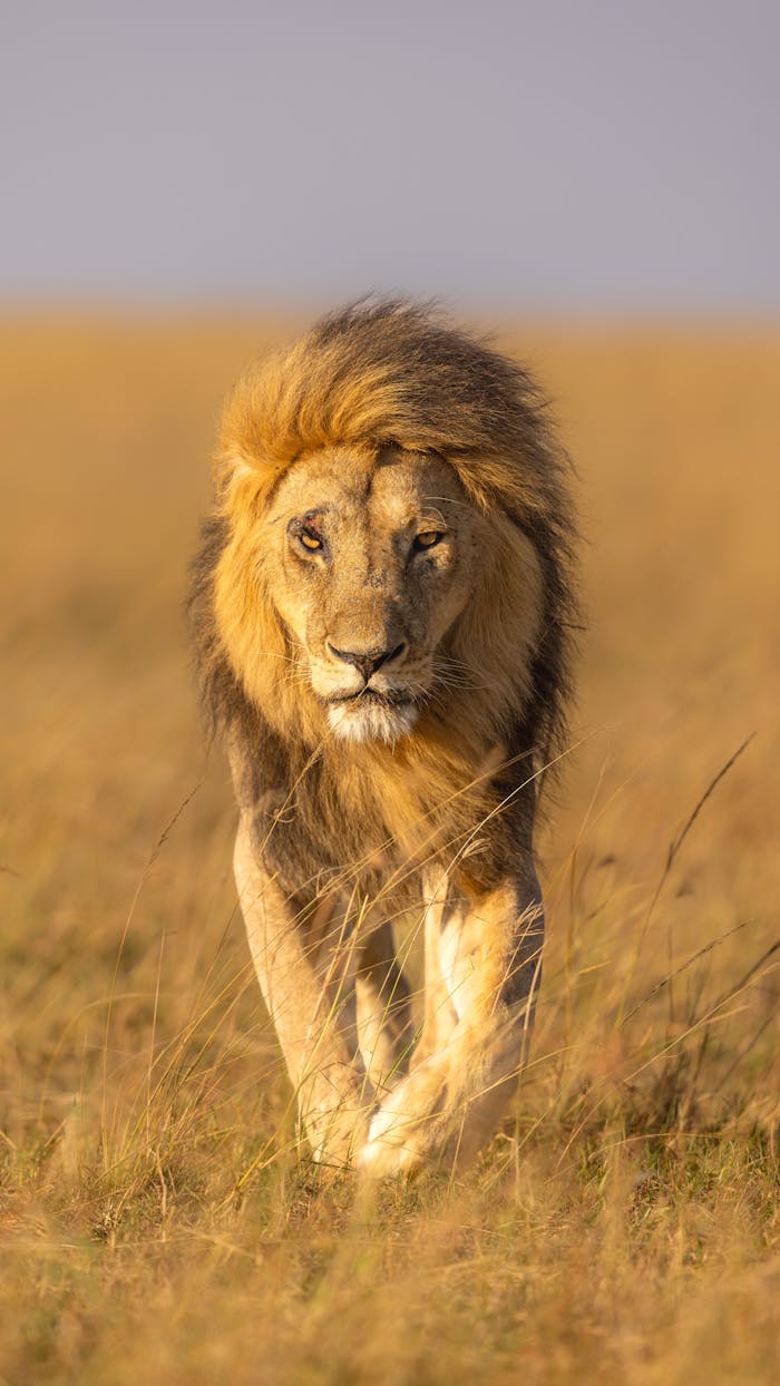 The REGAL! 